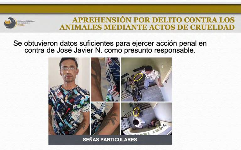 Sujeto que lanzó desde un tercer piso a la perrita Enedina ya está a disposición del juez