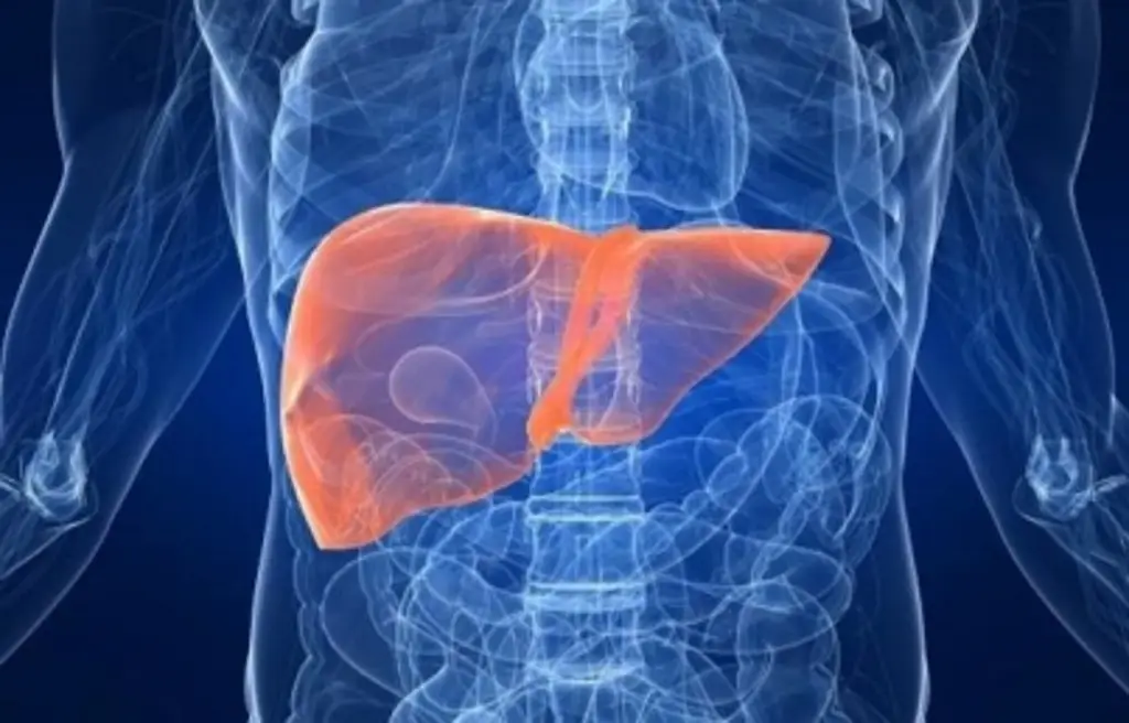 Descubren proteína clave del hígado que podría abrir nuevas vías contra la diabetes y la obesidad