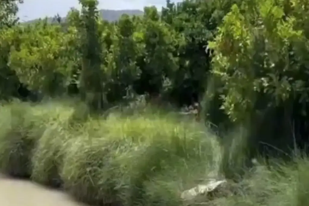 Les ataron ladrillos a sus cuerpos y los lanzaron a un canal (+Video)