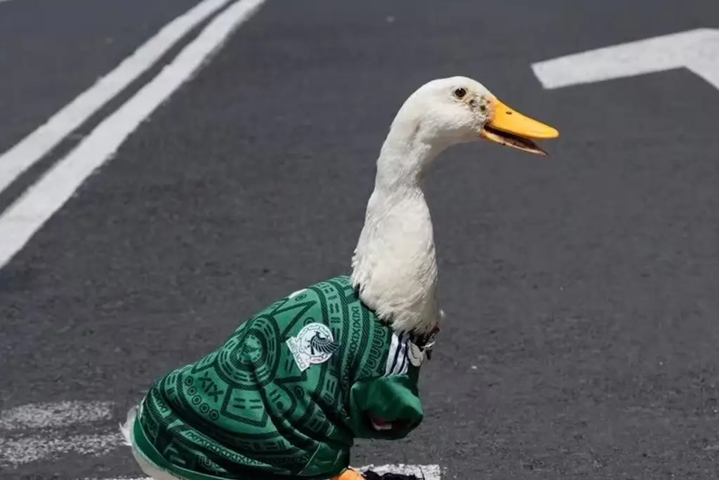 Sheinbaum invita al Pato Merlín a la mañanera